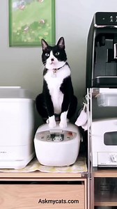 why Tuxedo Cats stand out in the world of felines?😻 #tuxedocat #tuxedocatsofinstagram #catsofig | Ask My Cats