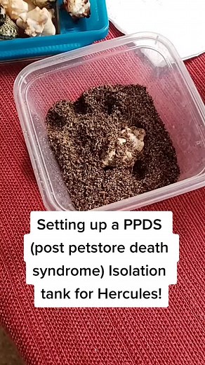 Setting up a PPDS ISO tank for a new crab. Sorry about the abrupt end. Lol #properhermitcrabcare #hermitcrab #hermitcrabcare #hermitcrabs #petlife