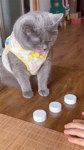 Kittens tend to become less active and less motivated when they are full.#pet is so cute