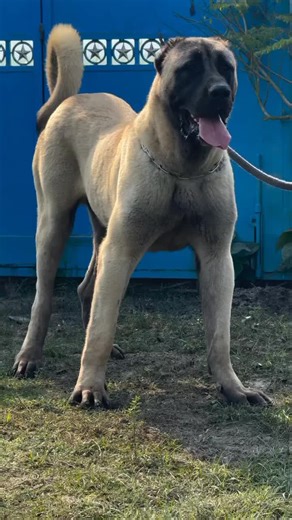 desdek VERİRSENİZ SEVİNİRİM #capar #kangal #cobanaltaverapaz #beniöneçıkart #keşfetteyizzz #anadoluçobanköpeği