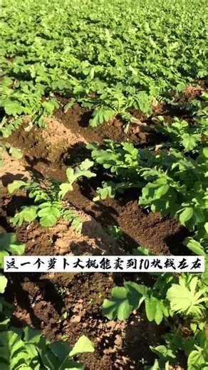 beautiful lifestyle video #shorts #love #nature #sunset #viral#youtubeshorts #viral #new