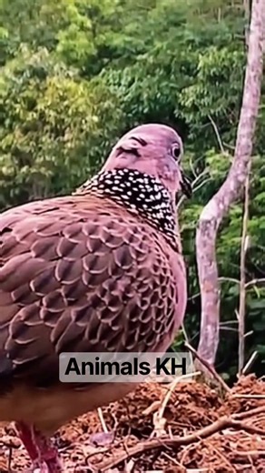 Amazing Dove Bird Sounds #Shorts #Dove #Birds #Nature #AnimalsKH