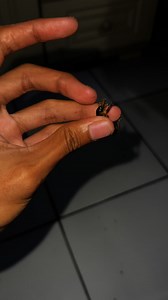 Hewan ini keluar dari lubang hidung | David Ariawan