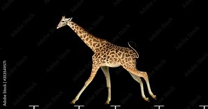 Giraffe running is realistic animation. Isolated animal video including alpha channel allows to add background in post-production. Element for visual effects.