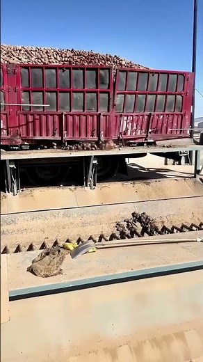 Giant Truck Unloads a Full Truck of Potatoes at Once