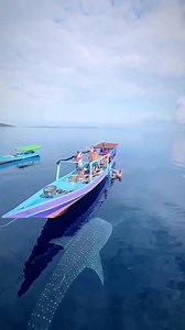 9K views · 208 reactions | Have you ever seen a whale shark in real life? : @arturkandur #whaleshark #ocean #oceanlover #oceanlovers #oceanlife #earth #nature #animalplanet #natgeowild #earthpix #bucketlist | Ocean Lovers United | Facebook