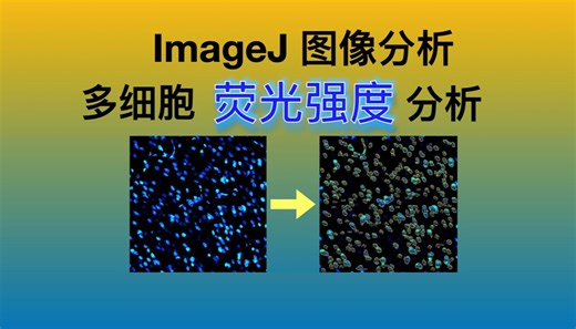 『超简单』ImageJ图像处理 - 荧光强度分析