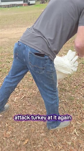 turkey attacks on command #funny #lol #animals