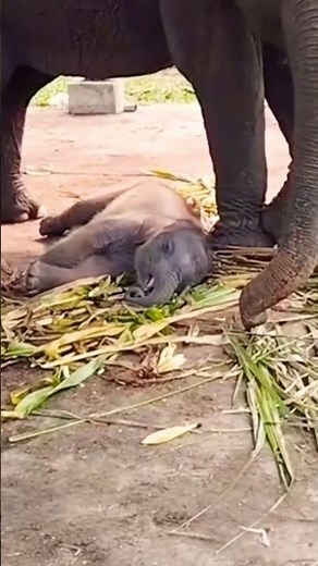 Adorable Baby Elephant Sleeping Under Mom | Touching Wildlife Scene | #shots #babyelephant