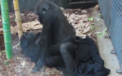 狒狒 大猩猩 两情相悦 姿势已经很接近人类了