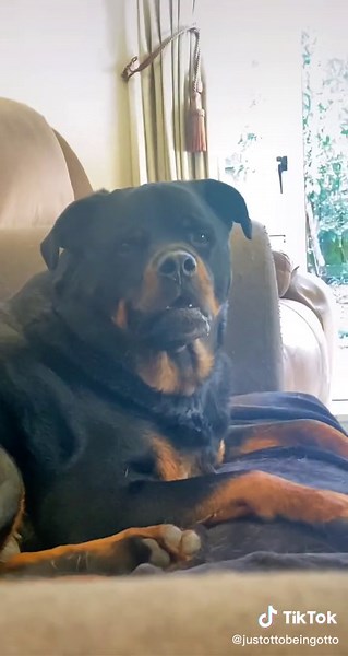 Ultimate Alicia Keys Fan Obsessed with Rottweiler Dog