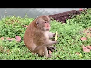 The Monkeys of Angkor Wat Cambodia