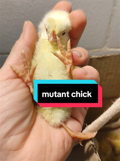 chick mutant 3 legs , chicken pet , small Dragon 🐣#creatorsearchinsights #chickenfarm #chick #курчата #mutant @mutant_chick