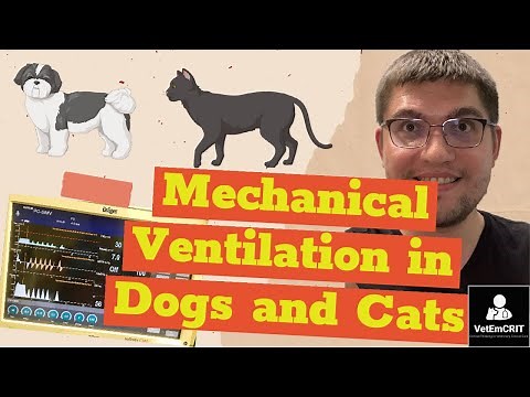 A Practical Approach to Mechanical Ventilation in Small Animals