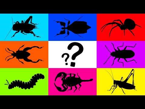 Insect: Cricket, Leaf Insect, Scorpion, Cotton Bug, Spider, Grass Lizard, Caterpillar, Frog Beetle..