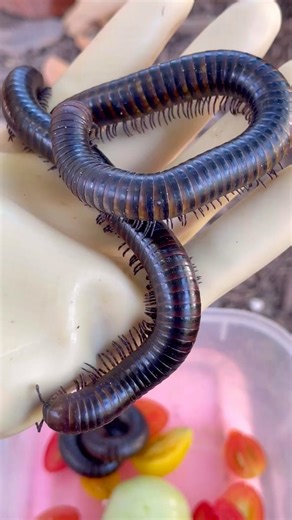 Cute ☺️ millipedes 🐛#insects #shorts