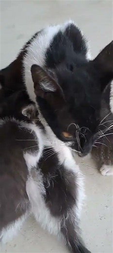 Adorable Kittens Playing - Cute Cats Short Video