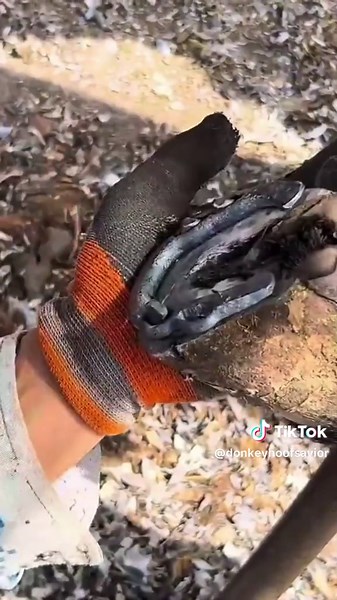 Essential Tips for Donkey Hoof Care and Maintenance