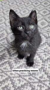 231_Tamera found her voice today and has been refining her meows while Tia judges her from her post 😂 #sistersister #tamerasings #meow #meowmeow #happycaturday #catsofig #catsofinstagram #kitt | Fostering kittens