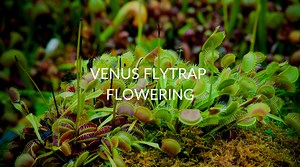 Venus Fly Trap Flowering (Why It Happens & What To Do) - Soak And Soil