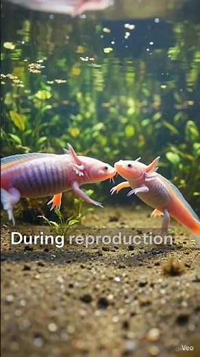 Axolotl Reproduction Secrets|TheAnimalThatBreedsWithout GrowingUppart -3rd#shortfeed #youtubeshorts