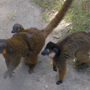 2.7K views · 323 reactions | LEMUR LOVE: Meet Liana, our first...