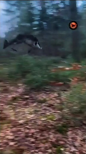 Deer jump high and run fast
