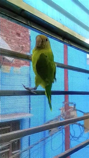 #parrot #nonstoptalkingparrot #funnyanimal #talkingparot #funnybird #mithukibatain #funnypar#cute