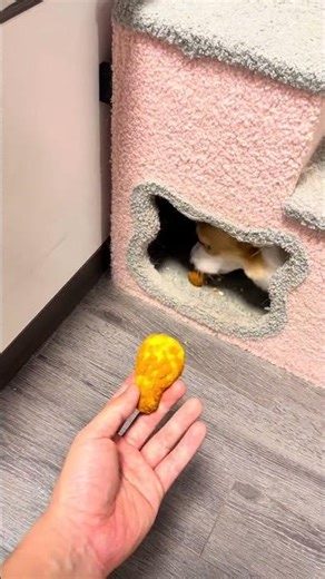 Cooking for My Corgi: A Surprise Turnout