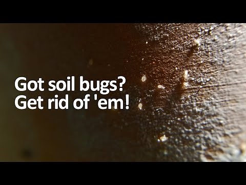 Tiny white bugs in soil? How to get rid of soil mites