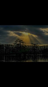 Some pictures of Caddo from last week out here watching the ladies fish the LBAA #caddolake #trilenefishing #berkleyfishing #ThankYouJesus | Caddo Lake Fishing & Fellowship Guide Service