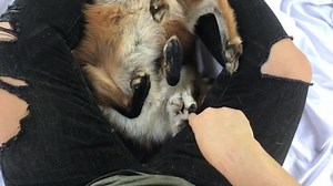 414K views · 4.5K shares | Does this look like vermin to you? | Juniper Fox | Facebook