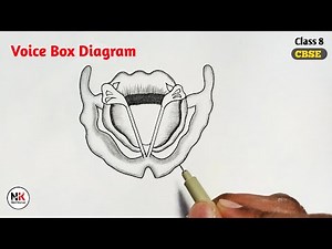 Voice box diagram| How to draw Voice Box easily step by step for beginners [Class-8]