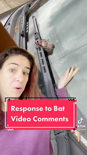 Understanding Bat Behavior: Why Bats Attack Faces and What Happens If You Get Bitten