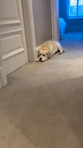 26K views · 814 reactions | JRT zoomies  •⁣⁣⁣⁣⁣⁣⁣⁣⁣⁣⁣⁣⁣⁣⁣⁣⁣⁣⁣⁣⁣⁣⁣⁣⁣⁣⁣⁣⁣⁣⁣⁣⁣⁣⁣⁣⁣⁣⁣⁣⁣⁣  @peppa_the_mini_jack_russell #jackrussell #jackrussellpuppy | Jack Russell Lovers | Facebook