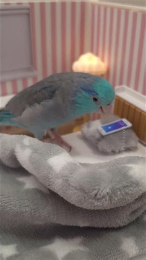 Sunshine in every bite ☀️ #harrisonsbirdfoods