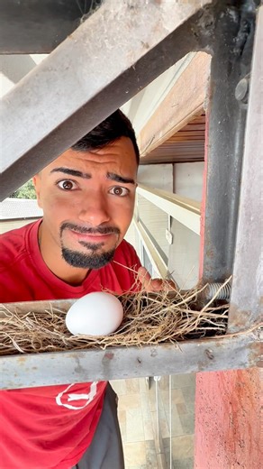 ROUBARAM O OVO DO NINHO 😱 (A CÂMERA REVELOU TUDO! #shorts