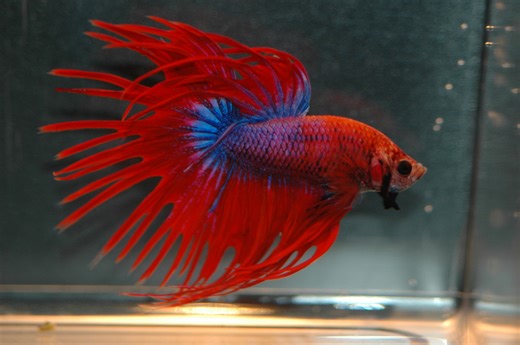 Adding a Betta Fish to a Community Tank