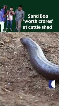 Sand Boa 'worth crores' at cattle shed #Indiansandboa #vavasuresh #snakemaster