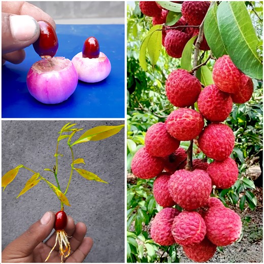 2.8K views · 27 reactions | How to grow litchi plant at home from seed || Best & easy method for planting | DIY IndoorGarden | Facebook