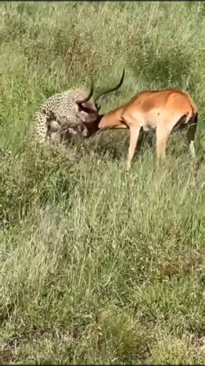 Paul Safari Guide on Instagram: "Cheetah takes down a male Impala (OC). Un guepardo derriba a un impala macho. A cheetah taking down an impala is a breathtaking display of speed, precision, and perfect timing on the open savannah. First, the cheetah relies on stealth, lowering its body and using cover to get as close as possible before launching the chase. Second, once it explodes into a sprint, the cheetah reaches incredible speeds within seconds, focusing on a single impala to avoid wasted ene