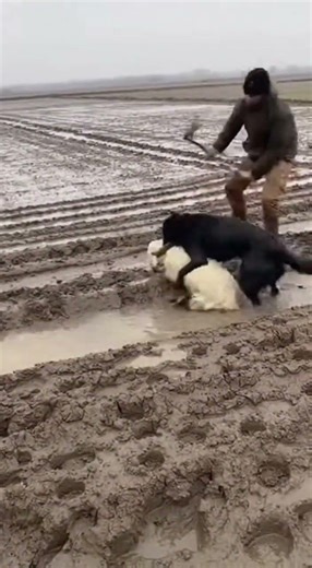 Muddy Field Turns Chaotic—Man Saves Sheep from Aggressive Dog 😱