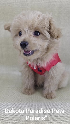 This happy-go-lucky lil guy is such a lil hunny! The lil' Pooh Bear pomapoo boy! Doggonit is he ever cute! 🤭🤗🥰 Precious pomapoo baby boy "Polaris" Buddy & Cocoa's bitty baby boy born Dec 4th, 2024. This is his 11 weeks of age pupdate reel 2 of 3. 🥰 He had his vet visit at 8 weeks (checked out excellent) received his first core puppy vaccination & weighed 2lbs 12. He is ready! I am super excited who will choose him to be their bestest buddy! 🤗 You can ask me about him 📩 or 📲 701-301-2197 ☺