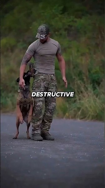 15 Brutal Facts About Belgian Malinois That Sound Fake #belgianmalinois #dogfacts
