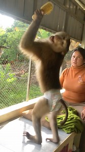 Hilarious Jason Lively Energetic After Bathed Dance Comb Hair | Monkey Jason