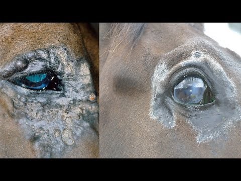 Professor Knottenbelt, part 2: Sarcoid treatment
