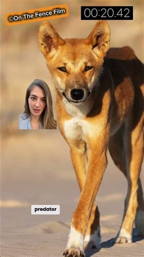 Australian fence to keep out dingoes?!