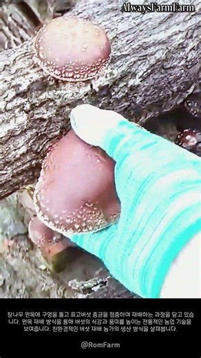 표고버섯 원목 재배 과정 #farming #farmlife #livestock #shiitake #mushroom