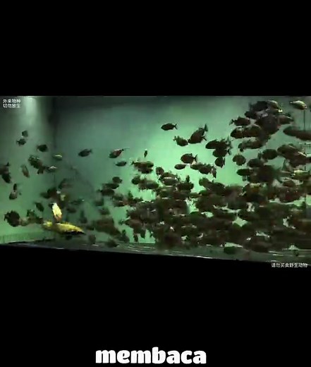 Lele vs 876 Piranha: Eksperimen Menegangkan!