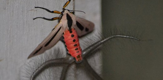 7 ‘creepy crawlies’ you don’t need to be afraid of this spooky season